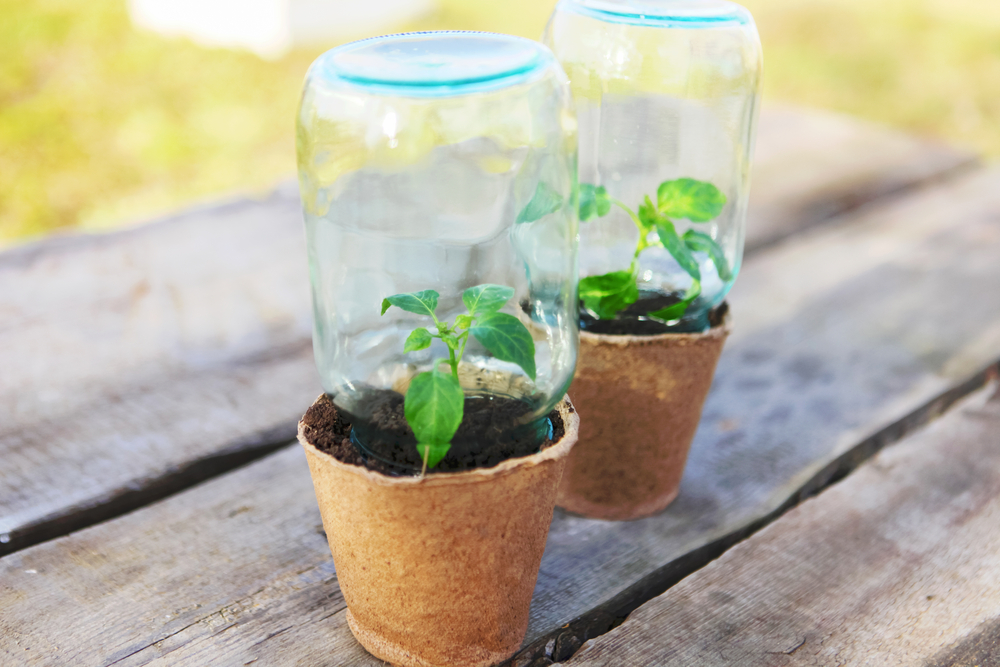 growing plants are great activities for 2-year-olds